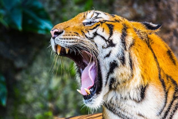 Foto furia della tigre nello zoo