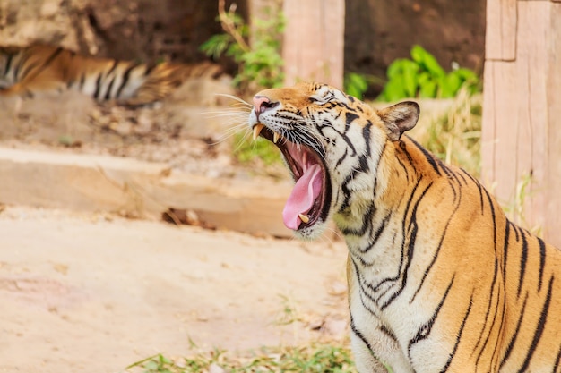 Photo tiger giving a big yawn showing tongue and teeth