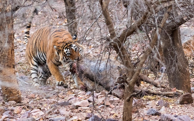 Foto caccia alla tigre nella foresta