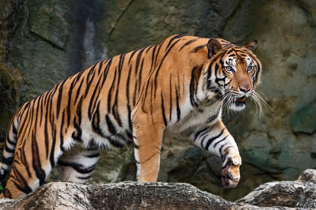 写真 動物園のトラ