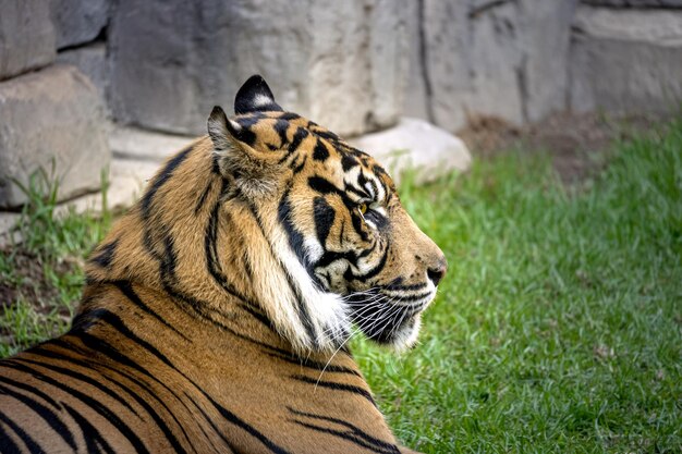 写真 動物園のタイガー