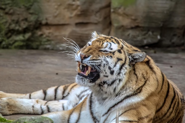 写真 動物園のトラ