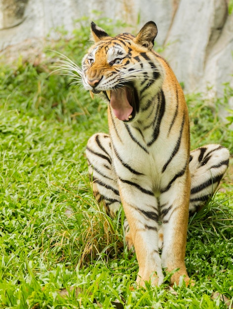 写真 動物園のトラ