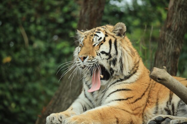 写真 動物園のトラ