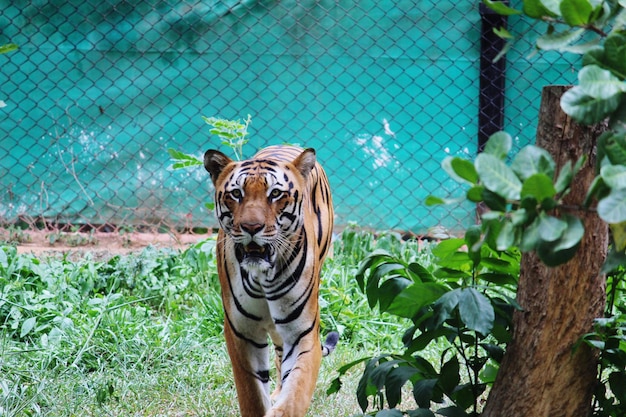 写真 動物園のトラ