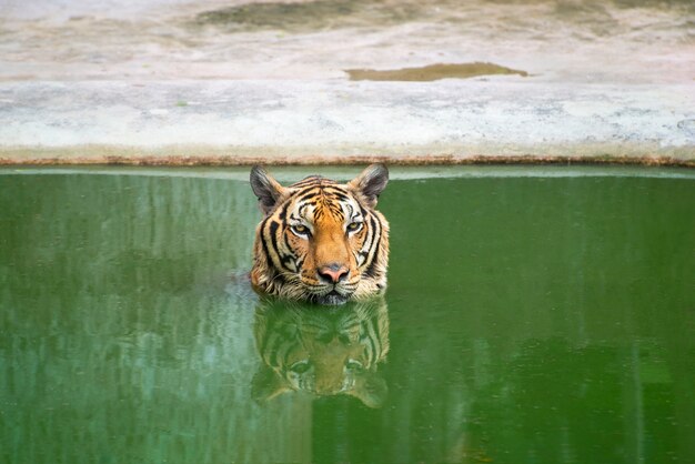 Тигр плывет по воде
