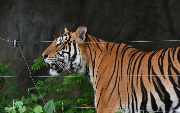 Tiger is a large tiger in the zoo