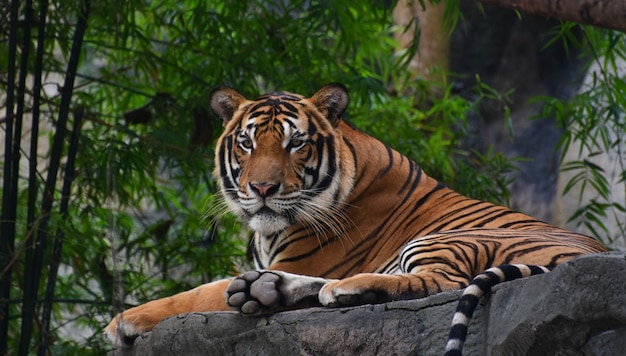 Tiger is a large tiger in the zoo