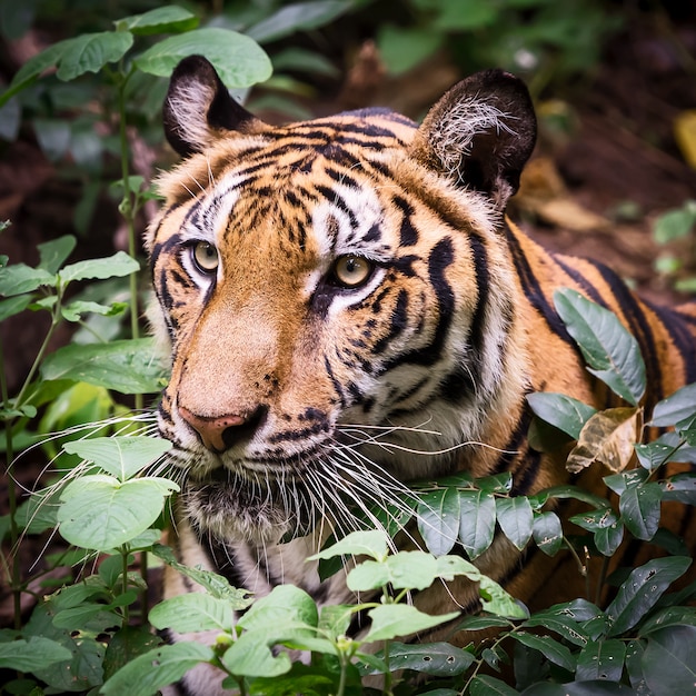 The tiger is looking for food in the forest.