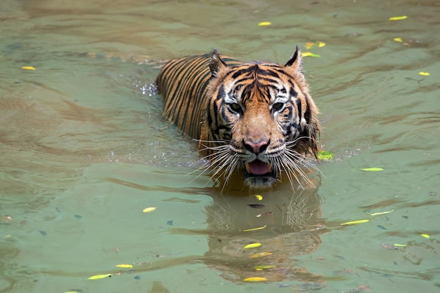 호랑이가 물에서 놀고 있다