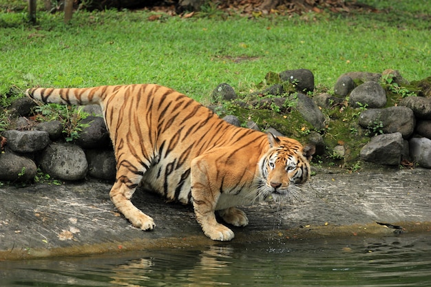 The tiger is watching the prey by the lake