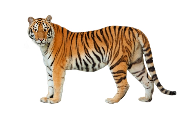 Tigre isolata su priorità bassa bianca.