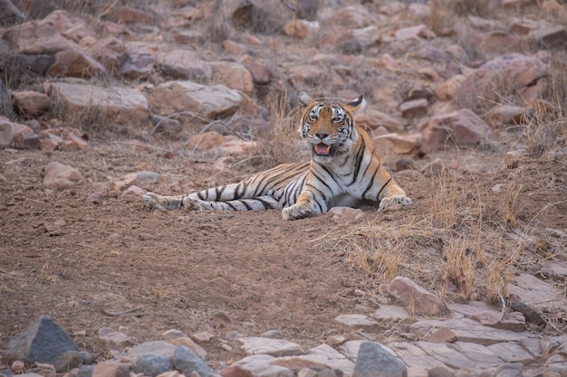 Tiger in its natural habitat