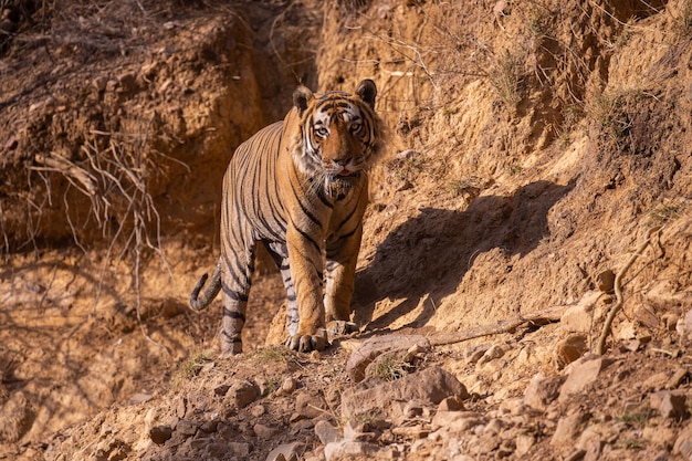 Foto tigre nel suo habitat naturale