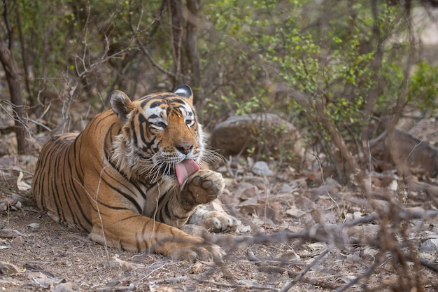 Tiger in its natural habitat