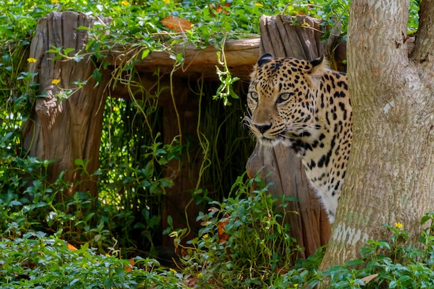 Foto pelle di giaguaro tigre.