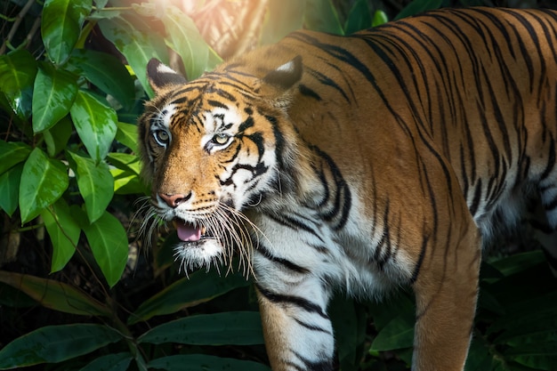 tiger in jungle