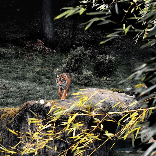 Foto tigre il re della famiglia della foresta della tigre della fauna selvatica ruggisce la tigre