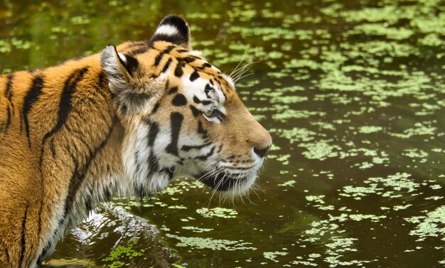 Photo tiger in a lake