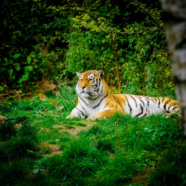 Tiger laying down on green grass