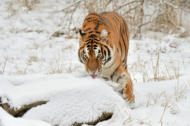 Tiger Licking the Snow in Winter