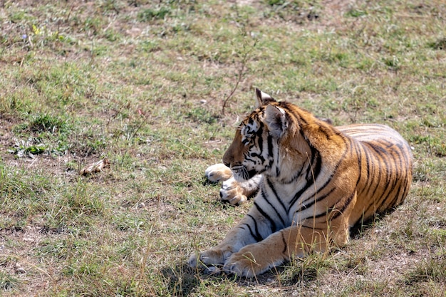 The tiger lies on the ground, looks away from the camera.