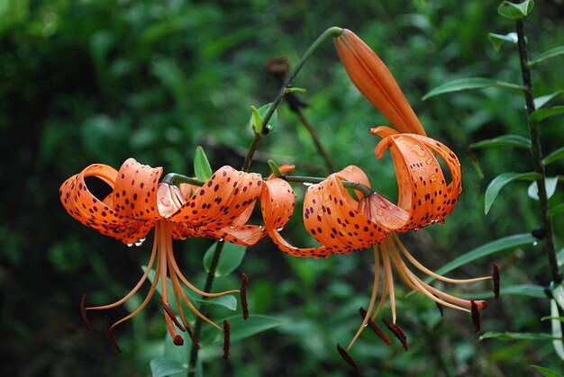 A tiger lily flower with a drop of water on it.