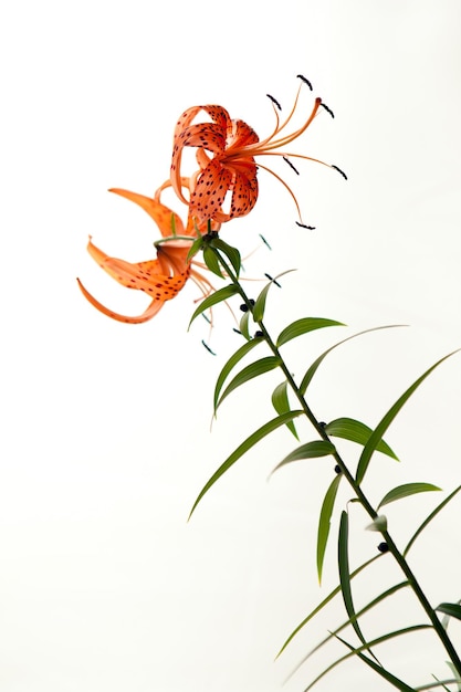 Foto petali di giglio tigrato in piena fioritura da vicino. fiori di giglio arancione isolati su sfondo bianco.