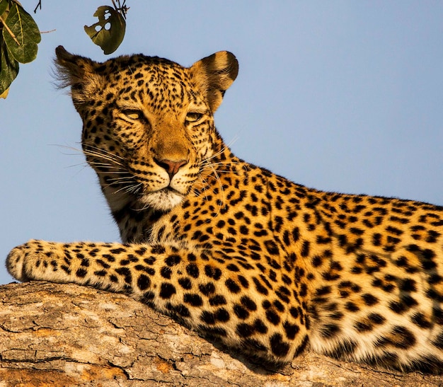 Foto tigre che guarda lontano contro il cielo