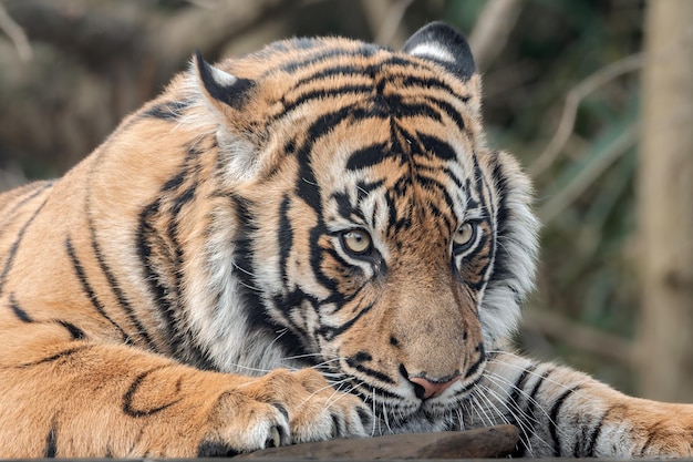 Photo tiger lounging on a rock eyes open paws outstretched