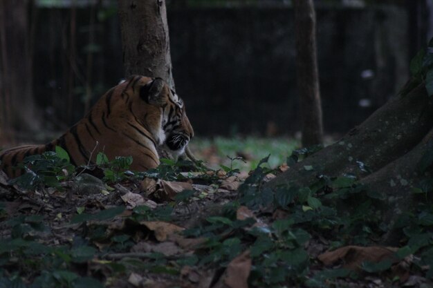 Foto tigre sdraiato sul campo nella foresta