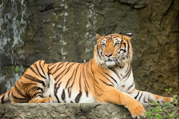 Tiger lying on a rock waterfall.