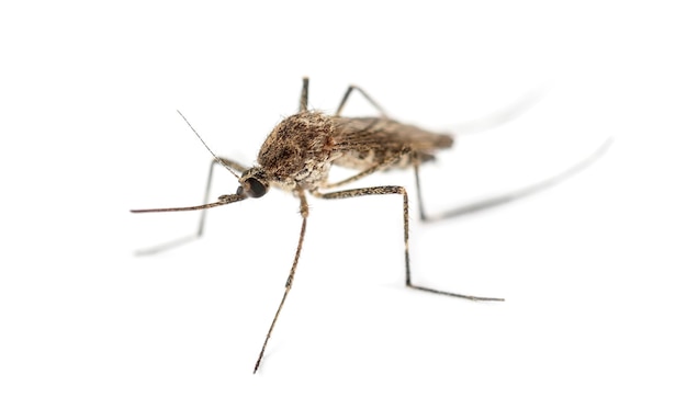 Tiger mosquito isolated on white