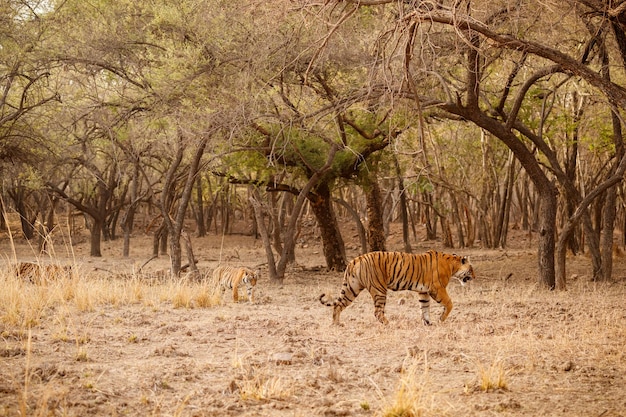 Tigre nell'habitat naturale tigre maschio che cammina con la testa sulla composizione scena della fauna selvatica con animali pericolosi estate calda nel rajasthan india alberi secchi con una bella tigre indiana panthera tigris