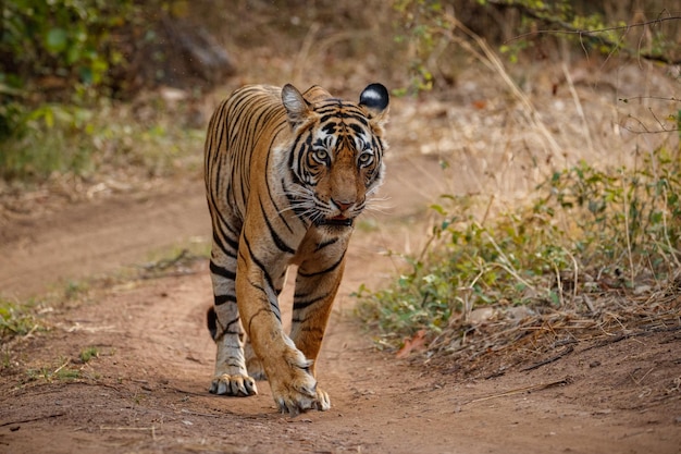 Tiger in the nature habitat Tiger male walking head on composition Wildlife scene with danger animal Hot summer in Rajasthan India Dry trees with beautiful indian tiger Panthera tigris