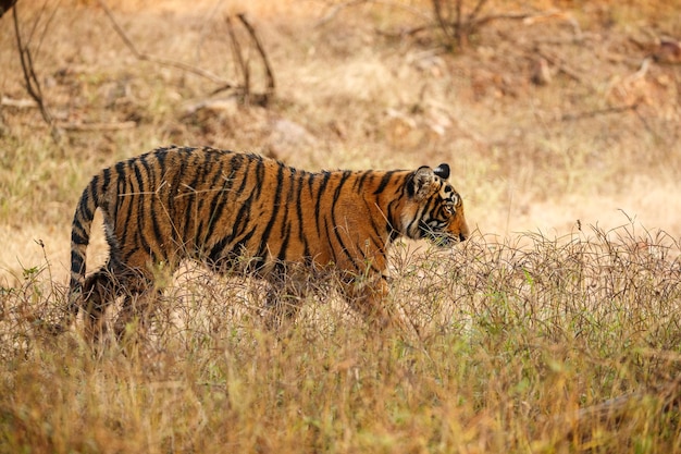 Tiger in the nature habitat tiger male walking head on\
composition wildlife scene with danger animal hot summer in\
rajasthan india dry trees with beautiful indian tiger panthera\
tigris