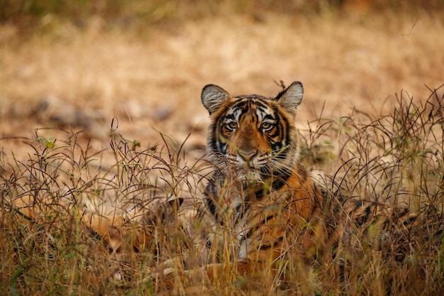 Tiger in the nature habitat tiger male walking head on\
composition wildlife scene with danger animal hot summer in\
rajasthan india dry trees with beautiful indian tiger panthera\
tigris