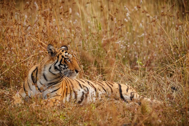 Тигр в естественной среде обитания Самец тигра, идущий головой по композиции Сцена дикой природы с опасным животным Жаркое лето в Раджастане, Индия Сухие деревья с красивым индийским тигром Panthera tigris
