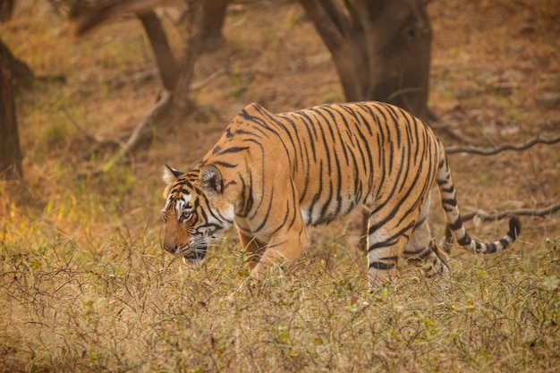 自然の生息地にいるトラタイガー男性が構図に頭を歩く危険な動物がいる野生動物のシーンインドのラジャスタン州の暑い夏美しいインドのトラと乾いた木パンテーラチグリス