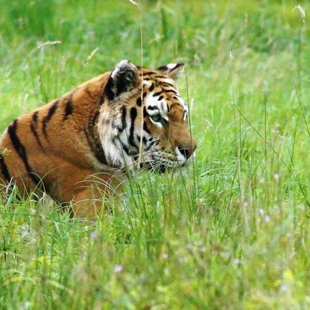 写真 フィールドのタイガー