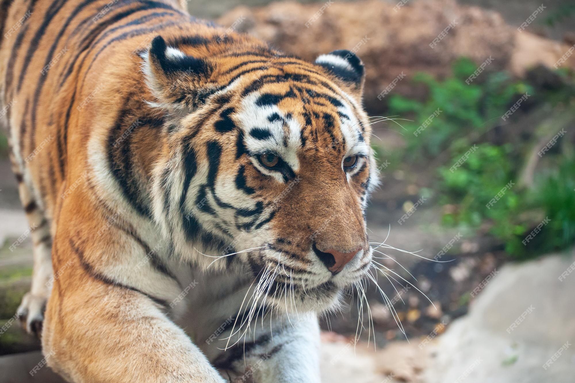 Close up portrait of Amur (Siberian) tiger in forest, looking at