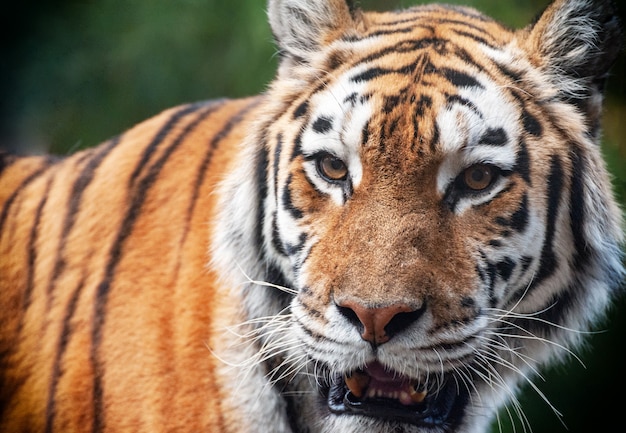 Tiger - panthera tigris - close-up portret. fel uitziende mannelijke siberische of amoer-tijger (panthera tigris altaica)