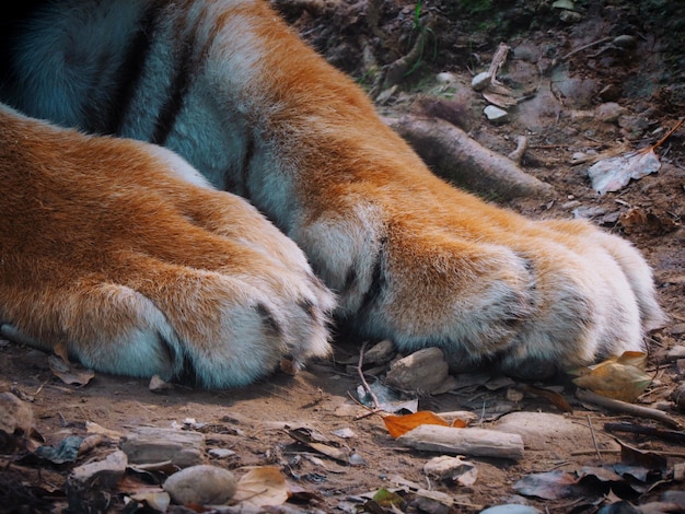 Photo tiger paws  on land