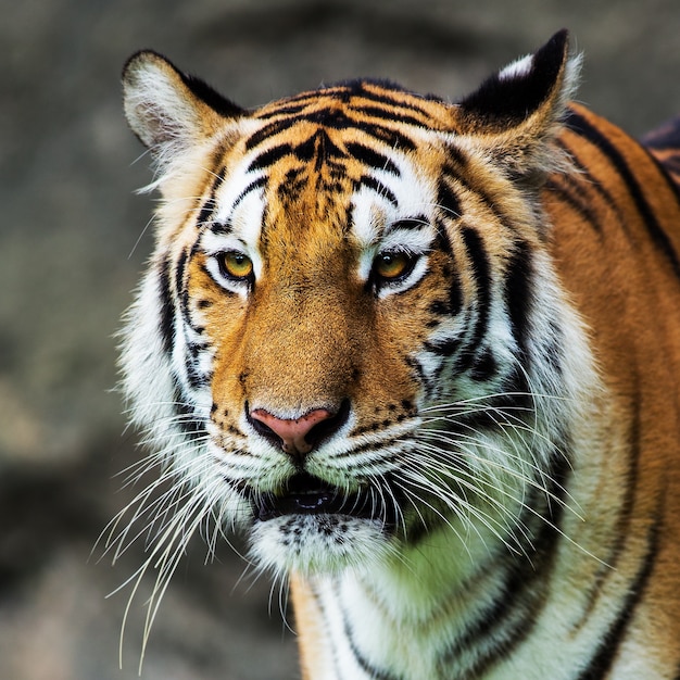 Foto tigre, ritratto di una tigre del bengala.