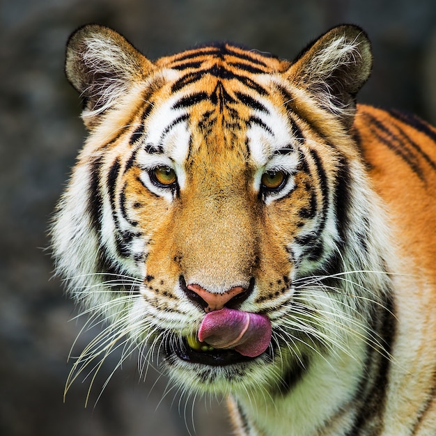 Foto tigre, ritratto di una tigre del bengala.