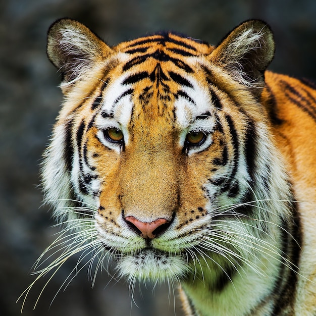 Tiger, portrait of a bengal tiger.