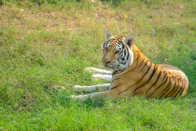 Tiger, portrait of a bengal tiger.