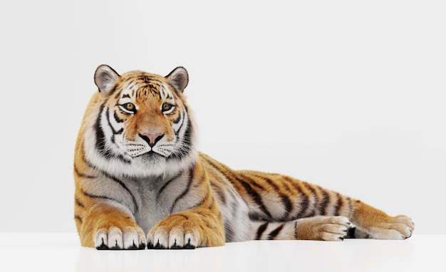 tiger portrait lying isolated on white