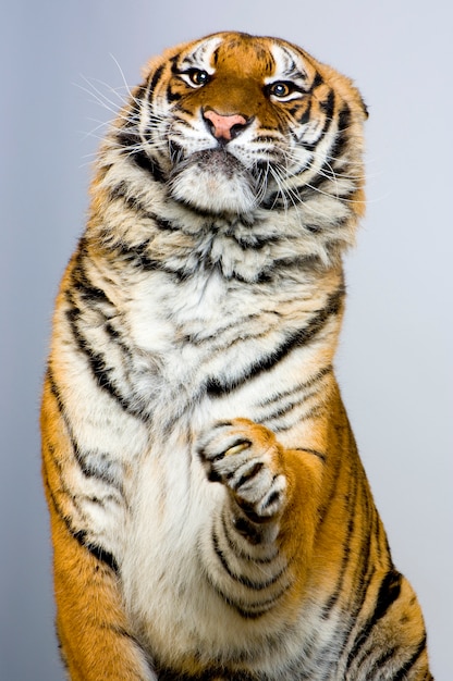 Tiger posing isolated.