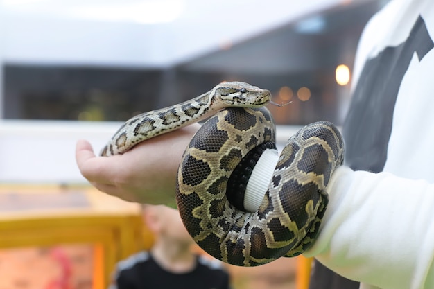 人間の手でタイガーパイソン。蛇。動物園の背景写真。動物
